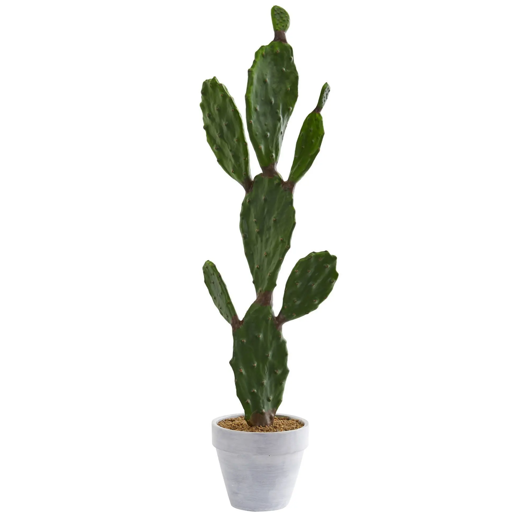 how to cut a cactus and replant - TikTok Shop