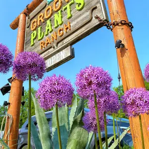 Allium 'Globemaster' Trio of 3 Bulbs Purple Flowers from Local Garden Supplier for Natural Beauty in Your Space