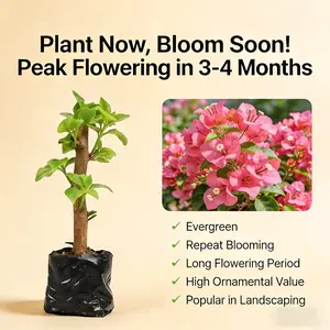 （ZH#ZR）Bougainvillea Live Plant Sapling | Vibrant Flowering Climbing Plant for Garden & Patio | Outdoor Ornamental Vine Tree | Easy Care Home Gardening Plant