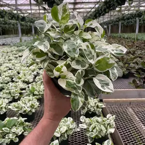 Pearl & Jade Pothos - Variegated Green & White Leaves - Indoor Houseplant - Easy Care - Perfect for Home & Office Decor