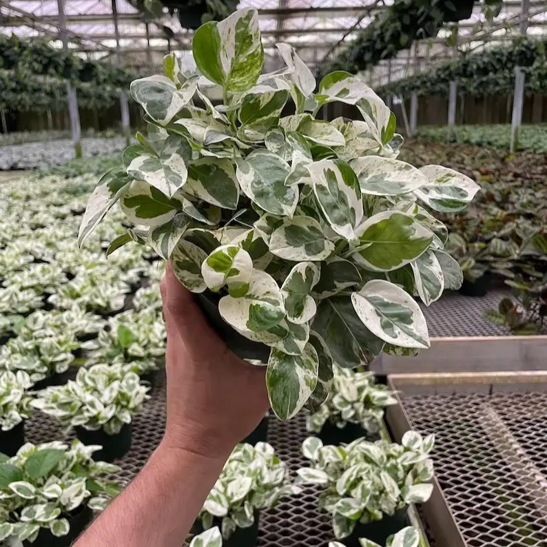 Pearl & Jade Pothos - Variegated Green & White Leaves - Indoor Houseplant - Easy Care - Perfect for Home & Office Decor