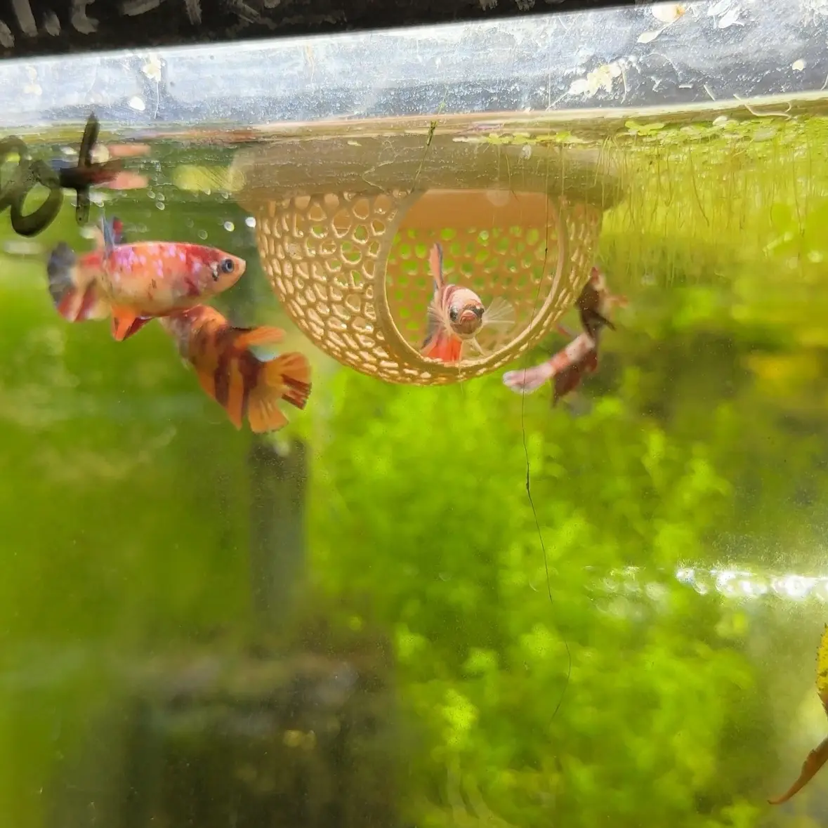 Betta fish rest floating betta hide fish Betta fish rest floating betta hide fish