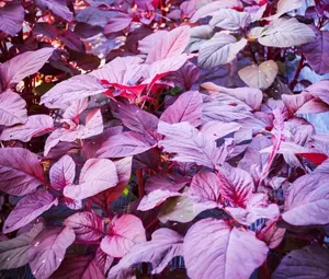 1000+Red Garnet Amaranth Seeds Red Spinach Kiwicha Microgreens Garden Seeds USA