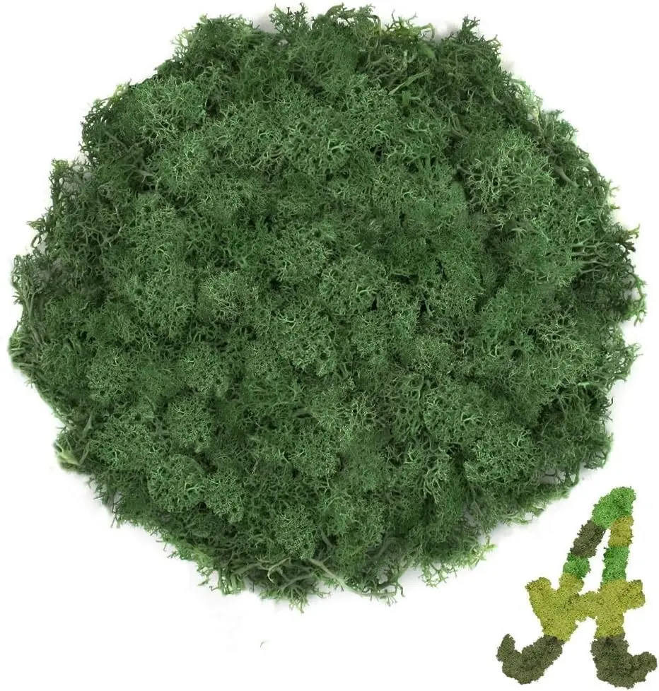 3.5 OZ Dark Green Reindeer Moss, Preserved Moss for Plants, Moss Decor, Green Moss for Crafts, Moss for Potted Plants, Craft Decorative Moss Decor, Dried Moss | for Potted Plants, Fairy Gardens, DIY Wall Art, Floral Arrangements, Christmas Decor, Eas