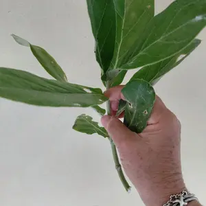 GIANT MILKWEED - Calotropis Gigantea - Monarch Butterfly Host - White Star Flower