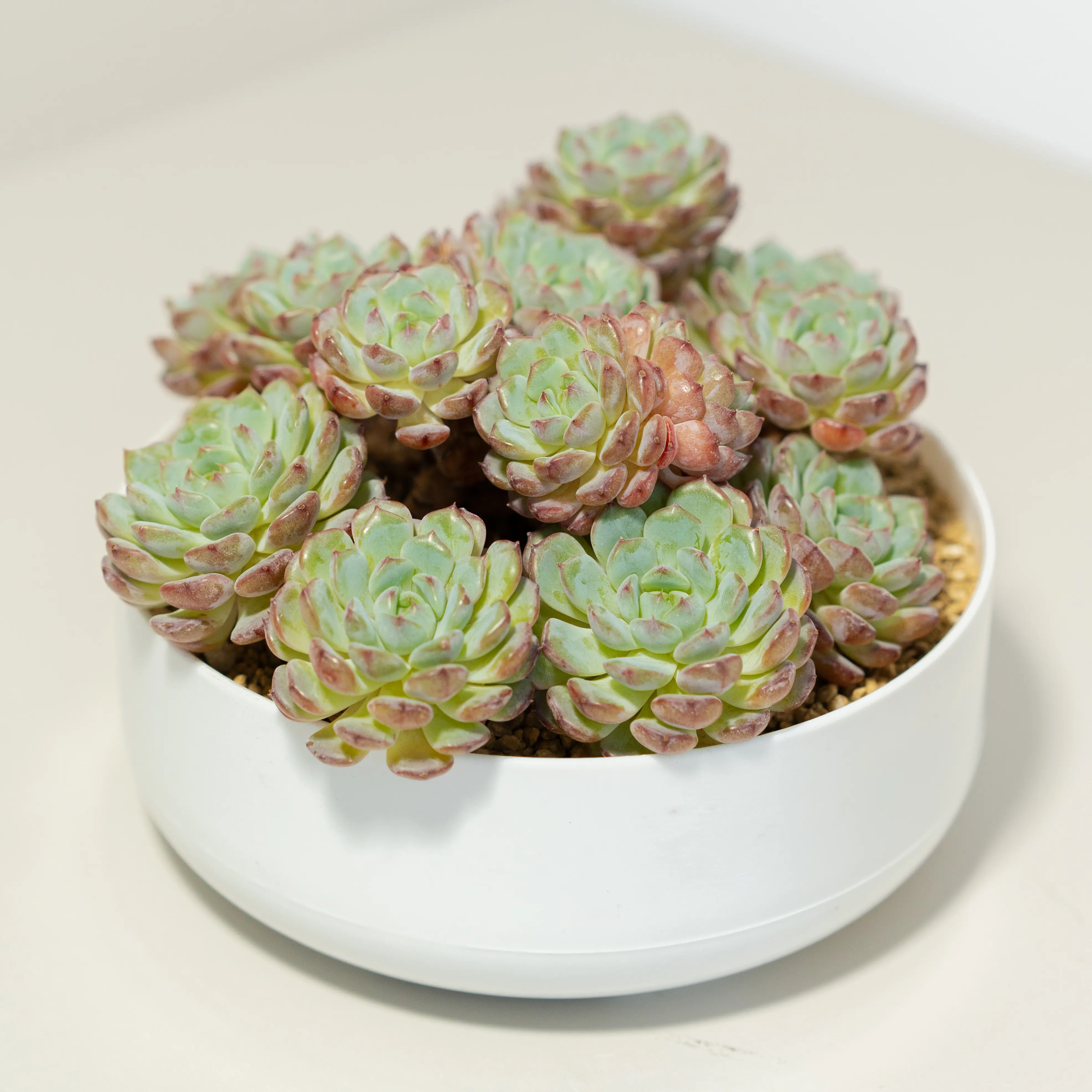 Live Hani Echeveria Succulent Cluster, Well Rooted Radiant Orange Rosette with Red-Tipped Foliage, Effortless Care Starter Friendly Indoor Desk Display
