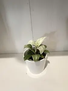 Philodendron Birkin - 4'' High Varigation