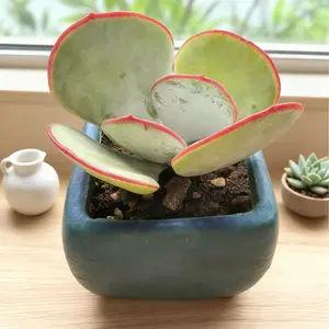 Cotyledon OrbiculataHakubi Succulent（ 1.5 ） | Live Unique Houseplant | Easy Care Indoor Decor"