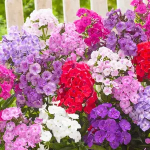 Mixed Phlox Seeds for Planting - Bright Mixed Phlox Perennial Ground Cover Plant - Non GMO & Heirloom Seeds