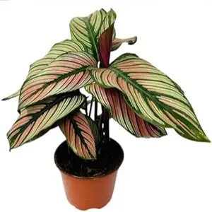 Calathea White Star Plant 4-Inch Houseplant