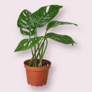 Monstera Adansonii