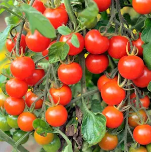 TomorrowSeeds - Large Red Cherry Tomato Seeds -  Indeterminate Non GMO Patio Baby Vine Plum Grape Tomatoes Vegetable Fruit Seed For 2024 Season