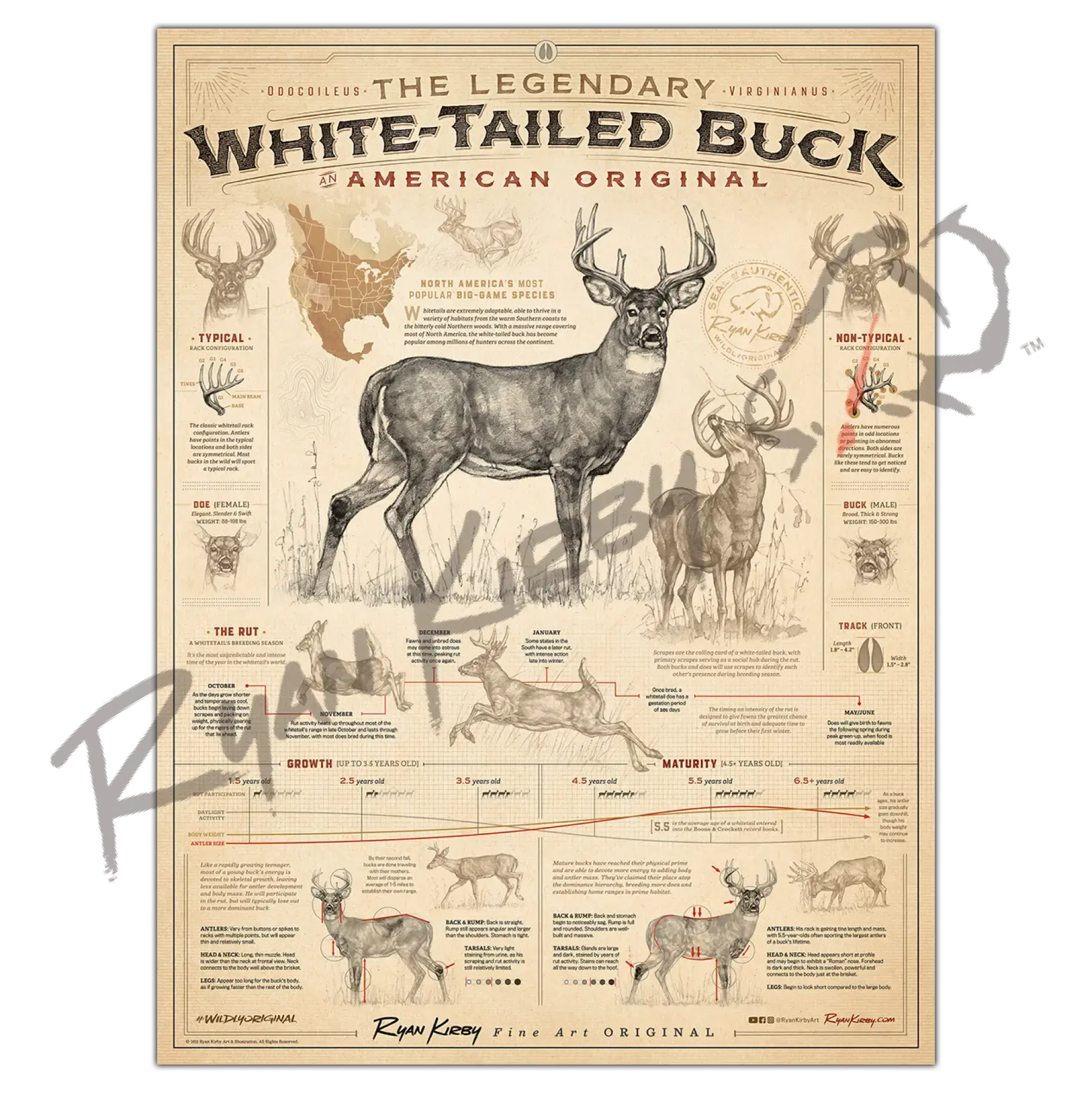 "White-Tailed Buck: An American Original" Poster | Deer Hunting Art & Field Guide
