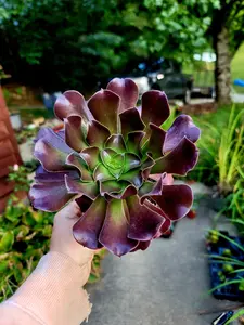 Aeonium Blushing Beauty 4 inch pot