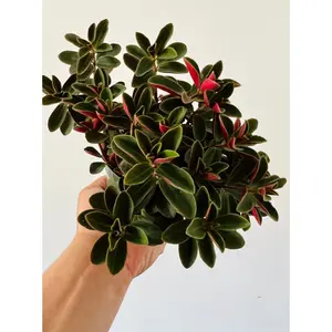 Peperomia Red Log - 4" Pot
