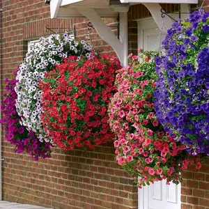 Budget-Friendly Dwarf Petunia Mix 5000+ | Rainbow Flowers Seeds| Non-GMO for Gardens