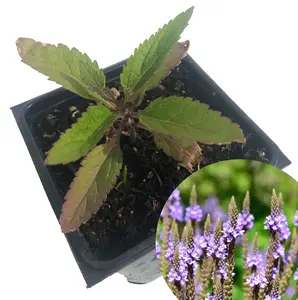 Organic Blue Vervain (Verbena hastata) in 2.5-Inch Pot - Native Pollinator Plant