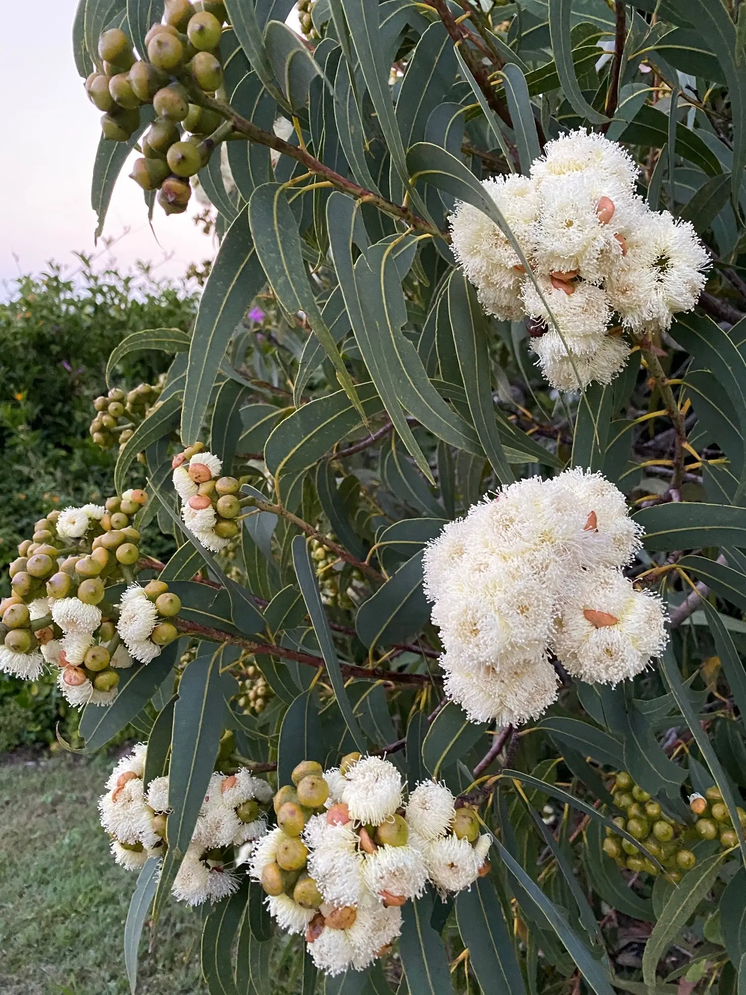 LIVE PLANT 3ft Eucalyptus Curtisii - Plunkett Mallee fast growing tree