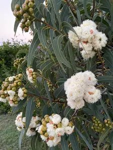 LIVE PLANT 3ft Eucalyptus Curtisii - Plunkett Mallee fast growing tree