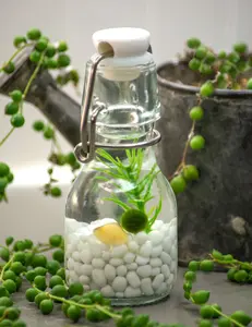 Moss Ball Pets Classic Swing Top Glass Bottle with Nano Marimo - Pet Moss Balls