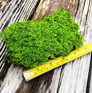 BUY 2 GET 1 FREE Plants on Mats! Dwarf Baby Tears (Hemianthus Callitrichoides) on Weighted Mat-Easy Live Aquarium Pond Aquatic Plant