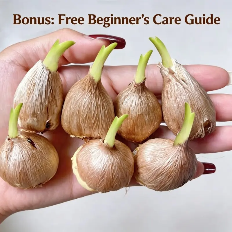 3 White Freesia Bulbs, Fragrant Freesia Corms for Indoor Pot Planting, Easy to Grow Perennial Flower Bulbs for Home Decor & Cut Flowers