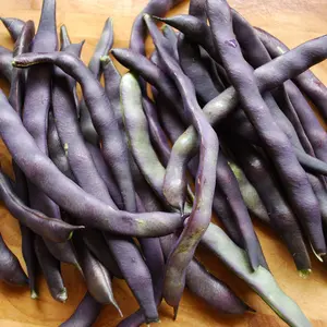 Royal Burgundy Bush Bean (Phaseolus vulgaris 'Royal Burgundy') Organic Seeds – Vibrant Purple Pods, High-Yield Bush Bean, Easy to Grow
