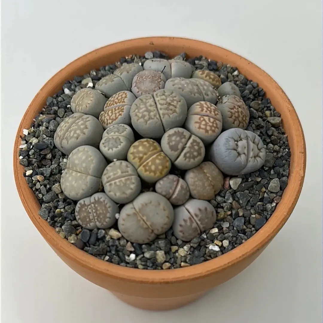 2.5” pot of Lithops 2.5” pot of Lithops