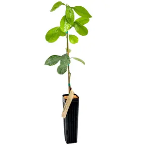 Pomelo Tree | US Citrus Nursery | Produces Sweet Mild Low Acid Fruit, Juicy Light Red Flesh, Natural Live Grafted Citrus Plant, Indoor Outdoor Fruit Tree | No Ship CA AZ LA FL