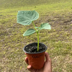 LIVE Organic Cucumber Plant