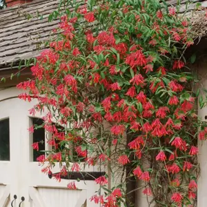 Major Wheeler Trumpet Honeysuckle