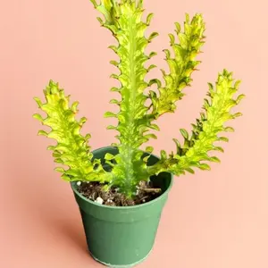 Variegated Succulent Euphorbia Mint Cream – Rare Indoor Live Plant, Unique Geometric Succulent for Modern Decor, Triangular Shape, Drought-Tolerant House Plant
