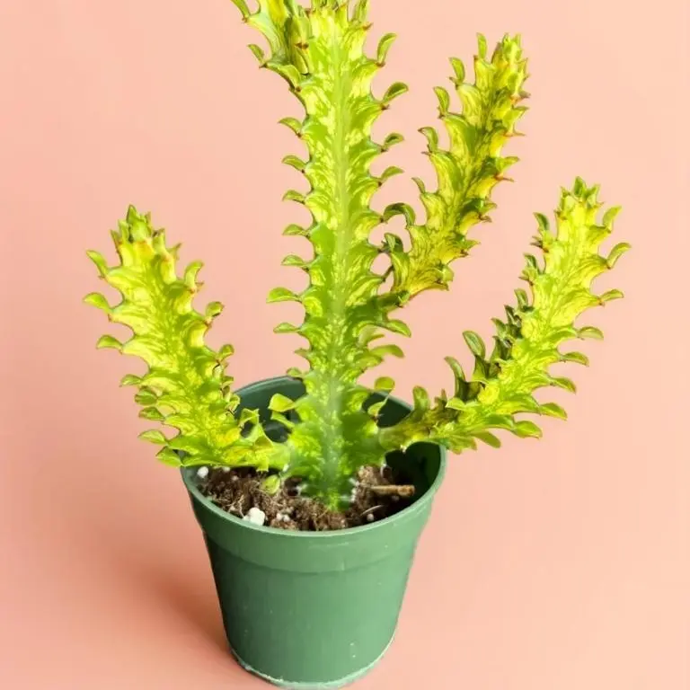 whale snake plant Sansevieria Whale Fin