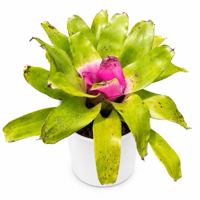 Neoregelia Sibella Indoor Tropical House Plant - 6" Pot, Low-Maintenance, Easy-to-Care-For (Home Improvement Garden Supplies)