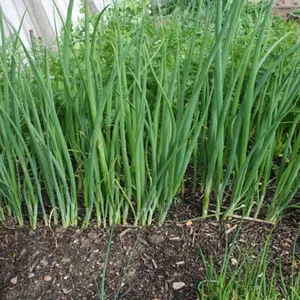 Parade Bunching Onion Organic Seeds (Allium fistulosum) – Mild, non-bulbing green onions with upright, slender stalks, great for salads, soups, and garnishes.