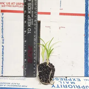 Blue Agapanthus – Agapanthus africanus (Lily of the Nile, Live Starter Plant)