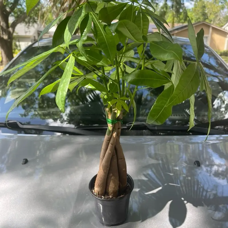 Money Tree