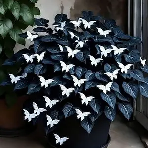 800 pcs Hosta Seeds – Dependable Plants for Shade-Based Garden Design