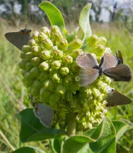 Asclepias viridiflora | Green Comet Milkweed | 10_Seeds