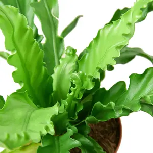 Victoria Japanese Birdsnest Fern - Live Plant in a 6 Inch Pot - Asplenium Nidus Antiquum 'Victoria' - Rare and Exotic Ferns from Florida