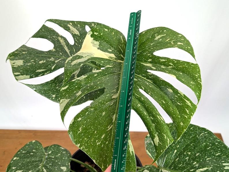 Monstera Thai Constellation - 4 inch, 6 inch, 8 inch Pots Live Tropical Aroid Plant - Perfect Houseplant Gift