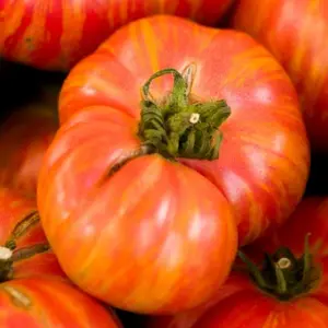 Heirloom Big Rainbow Tomato Seeds - Organic and Regenerative Gardening Seeds