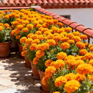 Marigold Seeds Bulk Pack of 200 – Seeds Only – Perfect for Garden Borders, Pollinator Areas, and Long-Lasting Summer-to-Fall Blooms
