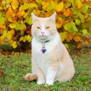 Dog Cat Collar Bell, Loud Dog Bell Training Charm Pendant, Suitable for Pets, Puppy Kitten Collar Bells, Pet Accessories