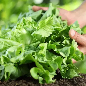 Great Lakes Batavian Lettuce Seeds (Lactuca sativa) – Heirloom Crisphead with Heat Resistance, Tender Texture & Sweet Mild Flavor