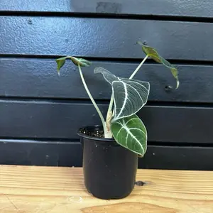 Alocasia Plants Black Plant 4 Inch Pot