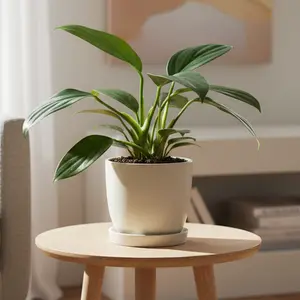 Philodendron 'Dragon Tail'