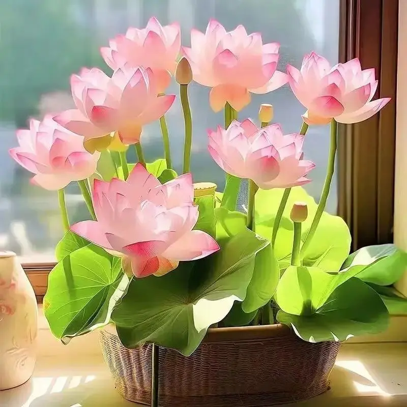 Mixed Color Bonsai Bowl Lotus - Easy to Grow Aquatic Plant for Indoor &  Outdoor Decor, Perfect