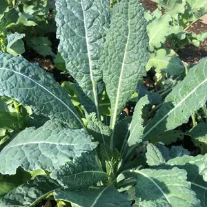 Heirloom Lacinato Dinosaur Kale Seeds - Organic and Regenerative Gardening Seeds