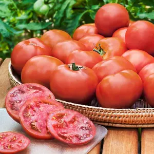 Classic Beefsteak Tomato Organic Seeds (Solanum lycopersicum) – Large, juicy, and flavorful heirloom variety. Perfect for slicing and sandwiches.